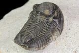 Gerastos Trilobite Fossil - Morocco #69099-6